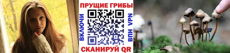 купить наркоту  Новозыбков  МЕГА ссылки  Псилоцибиновые грибы мухоморы 
